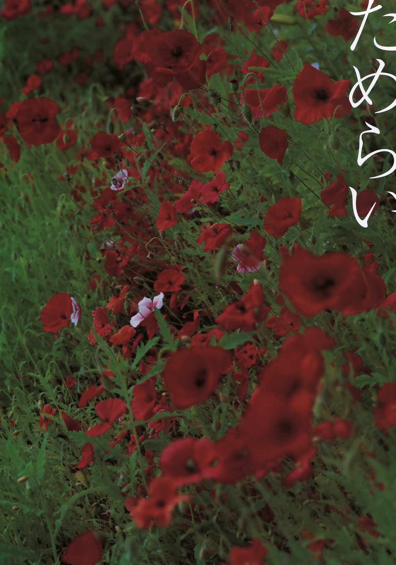 小阪由佳  ためらい [PB写真集]  Yuka Kosaka 日本性感美女图片